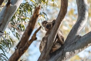 Brisbane: Stradbroke Island Eco Tour - Small Group, Full Day