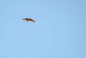 Brisbane: Stradbroke Island Eco Tour - Small Group, Full Day