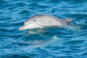 Brisbane: Stradbroke Island Eco Tour - Small Group, Full Day