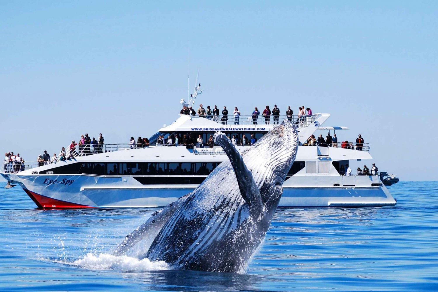 Brisbane: Whale Watching Cruise with Lunch