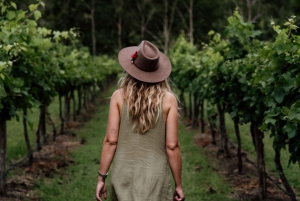Brisbane: Winery Tour with Tastings and 2-Course Lunch