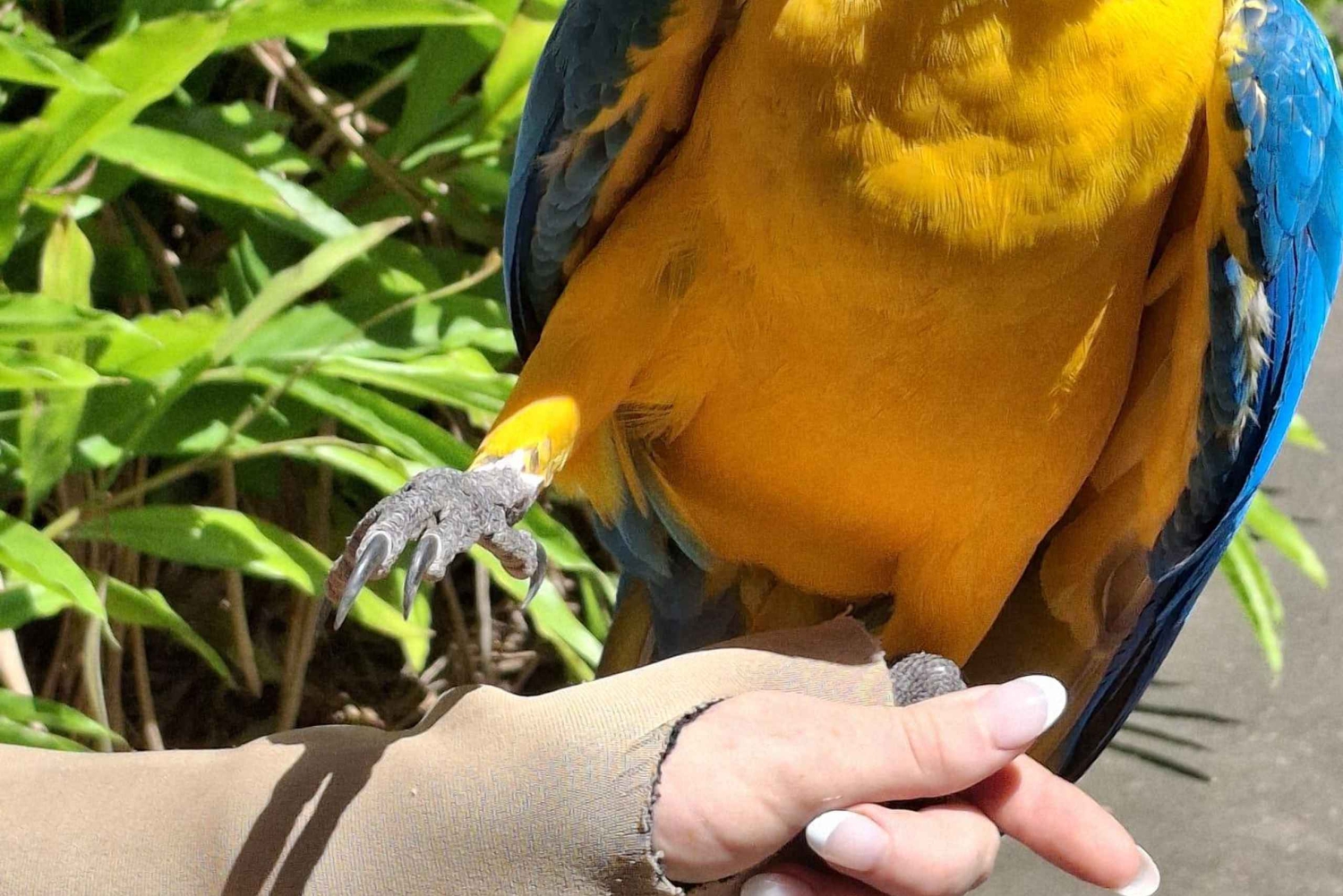 Australia Zoo Backpacker Express: Entry & Transfers