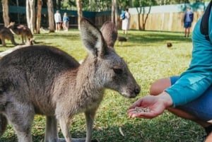 From Brisbane: Australia Zoo Transfer and Entry Ticket