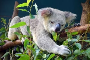 From Brisbane: Australia Zoo Transfer and Entry Ticket