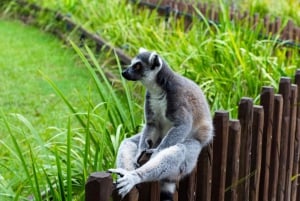 From Brisbane: Australia Zoo Transfer and Entry Ticket