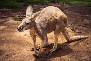 From Brisbane: Australia Zoo Transfer and Entry Ticket