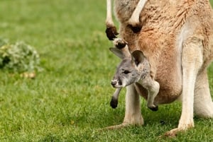 From Brisbane: Australia Zoo Transfer and Entry Ticket