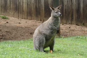 From Brisbane: Day Trip to Noosa, Glass House Mtns and Zoo