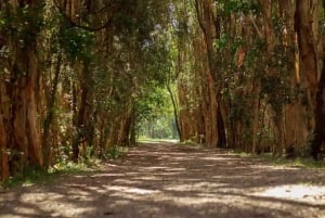 From Brisbane: Gold Coast Day Tour with Lunch