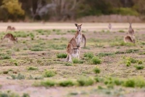 From Brisbane: Gold Coast Day Tour with Lunch