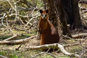From Brisbane: Gold Coast Day Tour with Lunch
