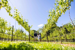 Brisbane: Luxury Winery Tour with Gourmet Lunch & Distillery