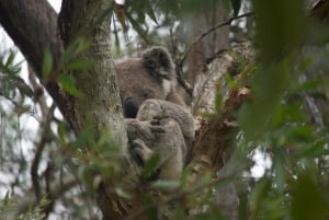 From Brisbane: North Stradbroke Island Wildlife Adventure