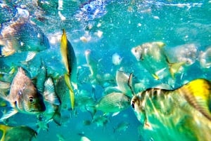 From Brisbane or Gold Coast: Moreton Island Full-Day Trip