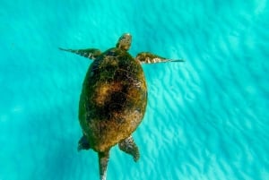 From Brisbane or Gold Coast: Moreton Island Full-Day Trip