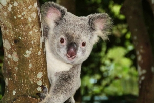 From Brisbane: Queensland Zoo and Sunshine Coast Day Trip