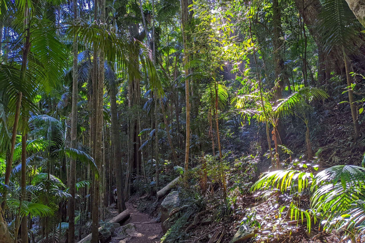 From Brisbane: Tamborine Mountain and Paradise Point Tour