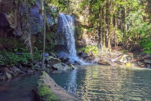 From Brisbane: Tamborine Mountain and Paradise Point Tour