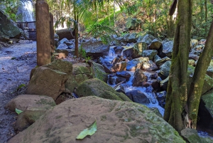 From Brisbane: Tamborine Mountain and Paradise Point Tour