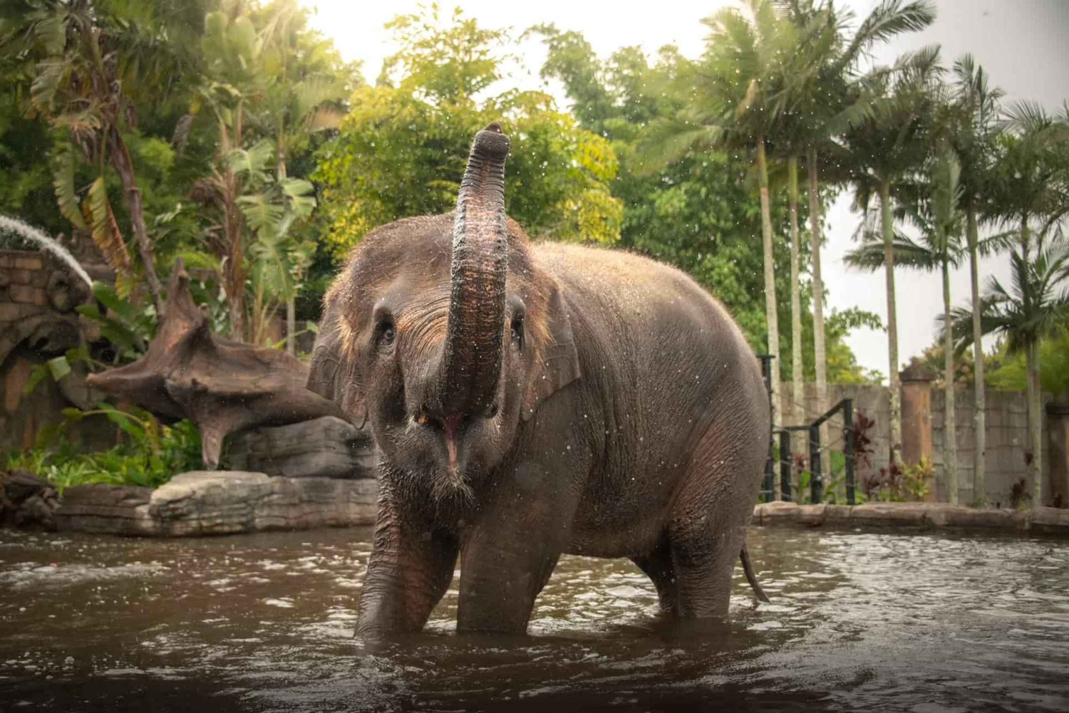 From Gold Coast : Australia Zoo Transfer and Entry Ticket