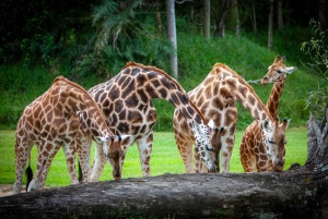 From Gold Coast : Australia Zoo Transfer and Entry Ticket