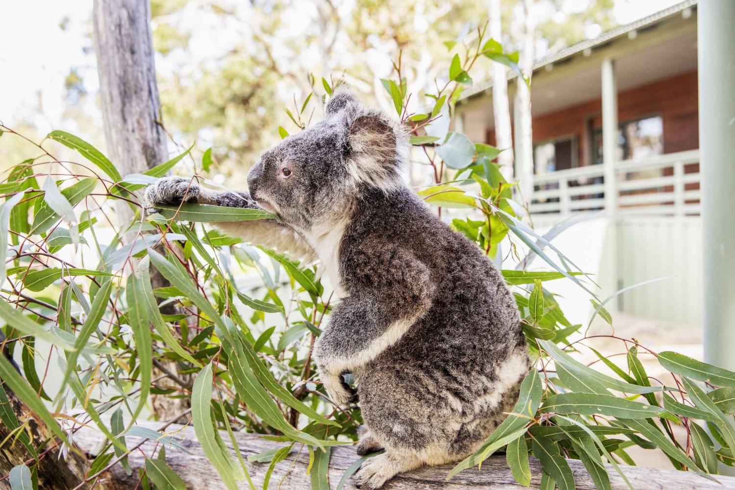 From Sydney: 16-Day Best of East Coast Australia Tour