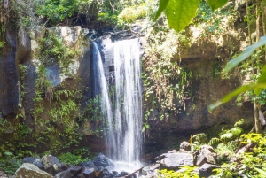 From the Gold Coast Hop on Hop off Bus to Tamborine Mountain