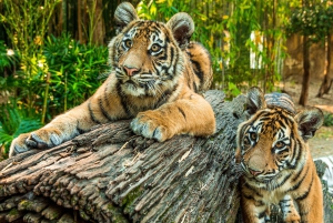 Gold Coast: 2-Day Dreamworld, WhiteWater World + SkyPoint