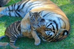 Gold Coast: Dreamworld 1-Day Entry Ticket