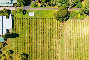Gold Coast: Hop on Hop off Wine Tasting Tour to Mt Tamborine