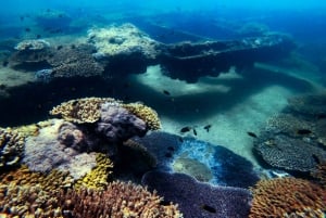 Moreton Island: Dolphin and Tangalooma Wrecks Day Cruise