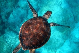 Moreton Island: Dolphin and Tangalooma Wrecks Day Cruise