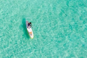 Moreton Island: Dolphin and Tangalooma Wrecks Day Cruise