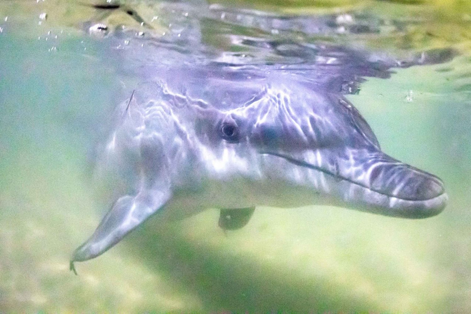 Moreton Island: Marine Discovery Cruise & Dolphin Feeding