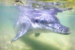 Moreton Island: Marine Discovery Cruise & Dolphin Feeding