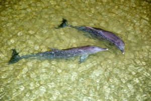 Moreton Island: Marine Discovery Cruise & Dolphin Viewing