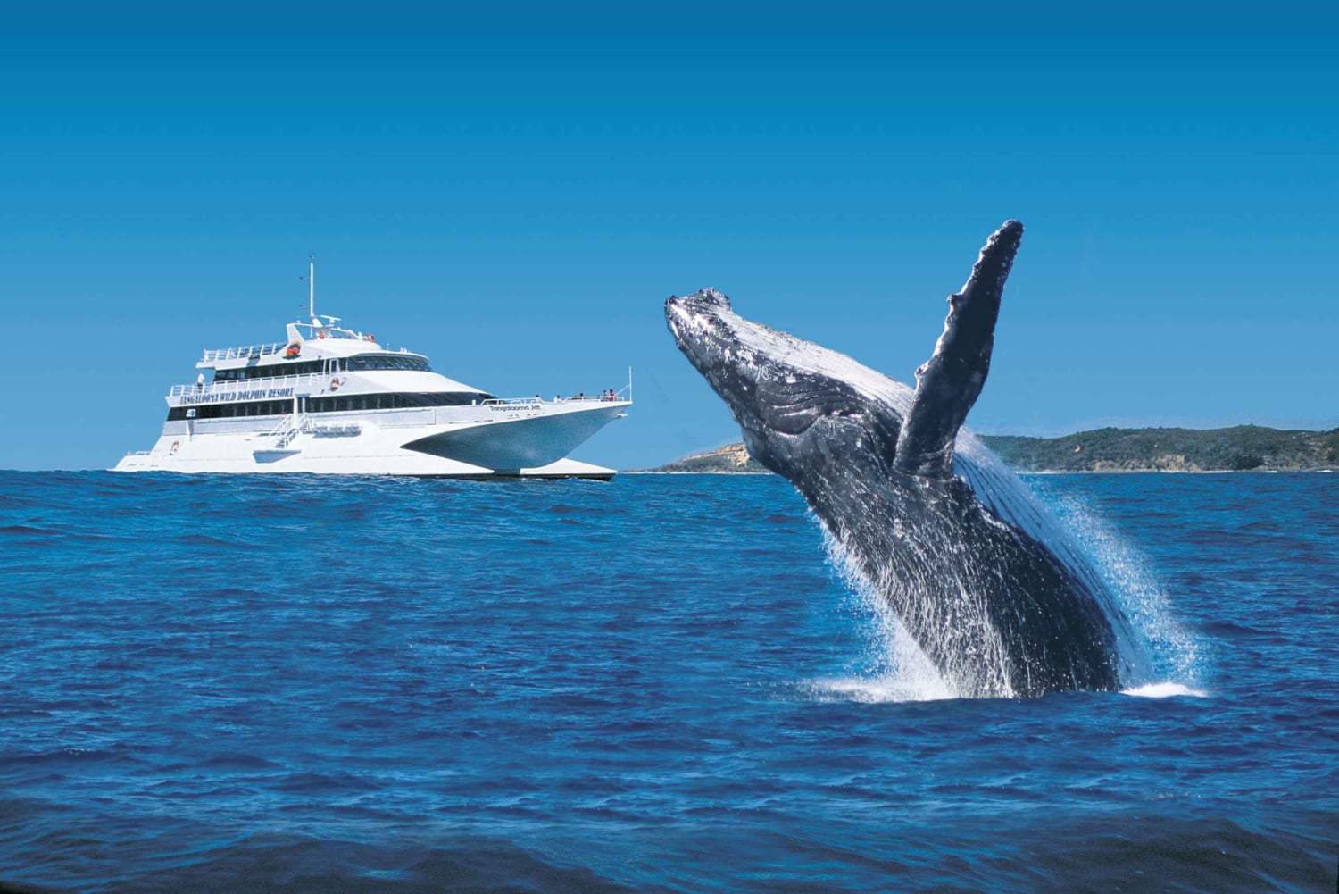 Moreton Island: Tangalooma Day Trip & Whale Watching Cruise