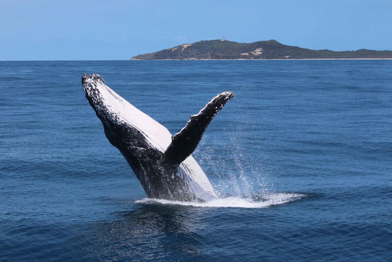 Moreton Island: Tangalooma Day Trip & Whale Watching Cruise