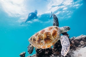 Moreton Island: Tangalooma Snorkel Tour with Helicopter Tour