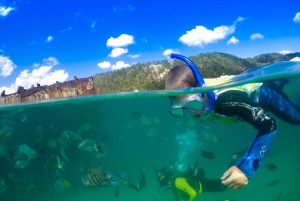 Moreton Island: Tangalooma Snorkeling Tour & Dolphin Feeding