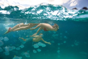 Moreton Island: Tangalooma Snorkeling Tour & Dolphin Feeding