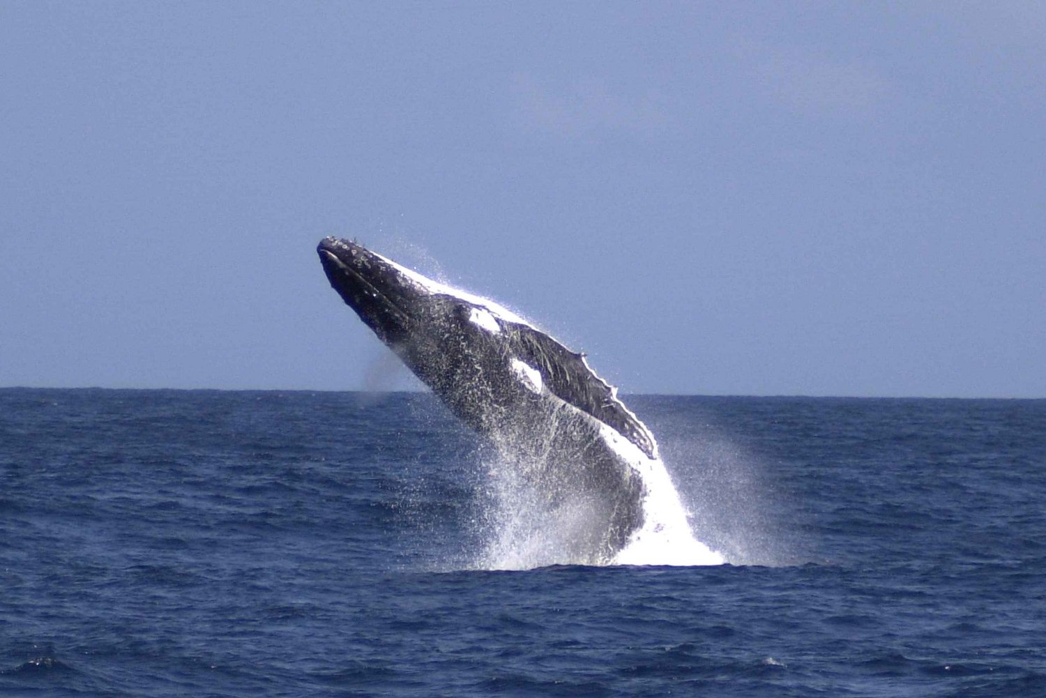 Moreton Island: Tangalooma Whale Watching & Dolphin Feeding