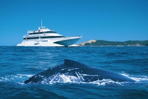 Moreton Island: Tangalooma Whale Watching & Dolphin Feeding