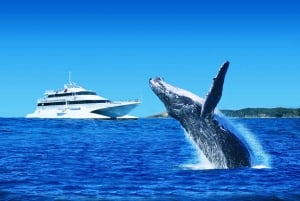 Moreton Island: Tangalooma Whale Watching & Dolphin Viewing