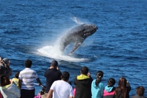 Moreton Island: Tangalooma Whale Watching & Dolphin Viewing