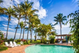 Moreton Island: Tangalooma Whale Watching & Dolphin Viewing