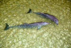 Moreton Island: Tangalooma Whale Watching & Dolphin Viewing