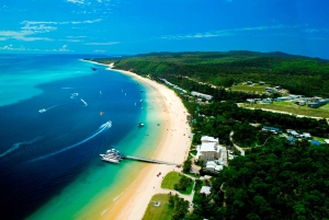 Moreton Island: Tangalooma Whale Watching & Dolphin Viewing