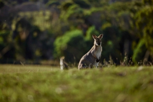 Mount Cotton: Winery Tour & Tasting with 3-Course Lunch