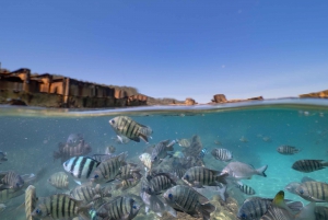 Brisbane: Moreton Island all inclusive Snorkeling Tour